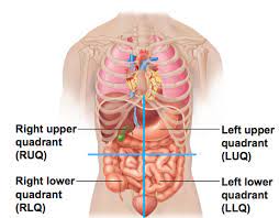 Liver can be noticed in right and left upper quadrants. Abdominopelvic Quadrants Human Body Organs Human Body Anatomy Anatomy Organs