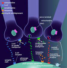The Mechanism Of Action Of Tricyclic Antidepressants Efficacy Tricyclic Antidepressant Antidepressants Abnormal Psychology