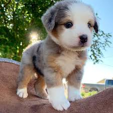 Dog Lovers On Instagram She Doesn T Look Real Rate His Cuteness Out Of 10 Changalaaussies Super Cute Puppies Cute Little Puppies Cute Puppies