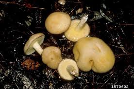 Image result for Suillus wasatchicus