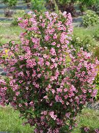 We did not find results for: Weigela Sonic Bloom Pure Pink Bluestone Perennials