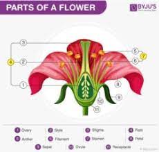 Maybe you would like to learn more about one of these? Draw A Labelled Diagram Of The Longitudinal Section Of A Flower Biology Q A