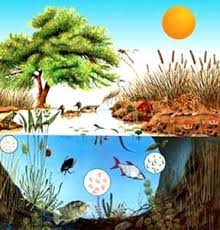 Here S Why Google And Facebook Will Not Disappear In Five Years Time Ecosystems Projects Homeschool Nature Study Nature Study