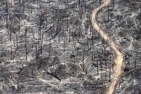 Beauty And Destruction The Amazon Rainforest In Pictures In 2020 Amazon Forest Amazon Rainforest Rainforest Deforestation
