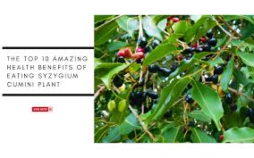 Image result for Syzygium cumini