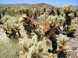 How many types of cholla cactus are there? Cylindropuntia Bigelovii Teddy Bear Cholla