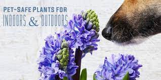 Moreover, healthy for dogs, if they chew them. Pet Safe Plants Indoor Outdoor Fresh By Ftd