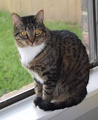 Adopt a cat is located in houston city of texas state. Houston Tx Domestic Shorthair Meet Gilly Declawed A Pet For Adoption