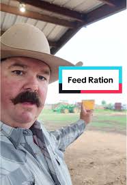 Understanding Feed Ration for Feedlot Steers