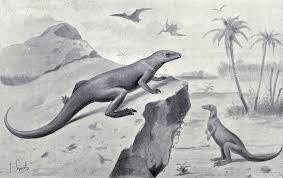 Image result for Paratheria