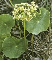 Image result for Hydrocotyle bonariensis