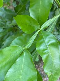 Image result for Melicoccus