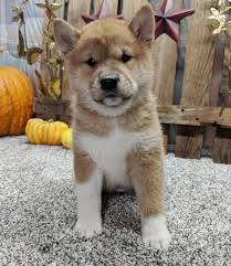 Miso has been the best addition to my family. Chub Shiba Inu Puppy 621184 Puppyspot
