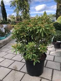 Image result for Pieris japonský debutante obrázek