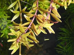 Image result for Rotala fontinalis