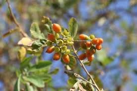 Image result for Cordia monoica