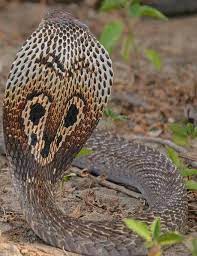There Are 270 Different Types Of Cobras This Is A King Cobra