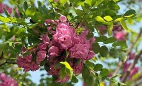 Image result for Sophora velutina