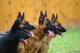 They prefer cooler climates if possible. 7 Things You Didn T Know About The Black German Shepherd Animalso