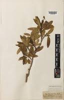 Image result for Peraceae