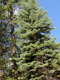 Image result for Fernandoa magnifica