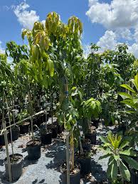 Image result for Mangifera indica