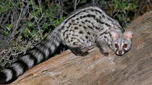 6 Mascotas Exoticas Para Tener En Casa