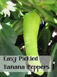 Banana peppers have a unique flavor that is both slightly hot and spicy yet sweet and tangy. How To Pickle Banana Peppers The Adventure Bite