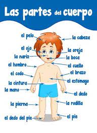 Most of these words are used in everyday speech and are useful in many situations note that when referring to parts of the body in spanish, we generally use the definite article (el, los, la, las) rather than a possessive pronoun. Body Parts In Spanish By Erica Bode Teachers Pay Teachers