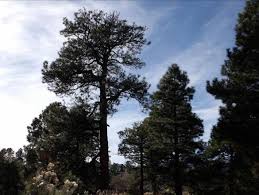 Amateur Naturalist The Growth Of Ponderosa Zion ponderosa ranch resort offers 4,000 acres of lodging & recreation on the edge of zion national park i would call zion ponderosa one of zion's best kept secrets. amateur naturalist the growth of ponderosa