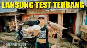 Penyebab burung kacer anda tidak mau bunyi lagi. Kios Burung Merpati Kroya Cilacap Youtube