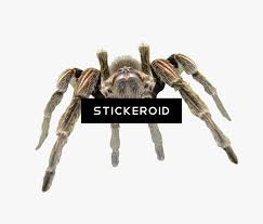 Picture of one of my former tarantulas. Cute Spider Pic Tarantula Transparent Background Hd Png Download Kindpng