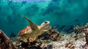 .for android to vsco girl: Turtle Full Hd Hdtv Fhd 1080p Wallpapers Hd Desktop Backgrounds 1920x1080 Images And Pictures