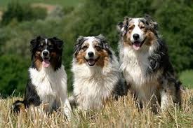 Search only for australien shepherd Australian Shepherd Alle Infos Zur Rasse Die Tierexperten