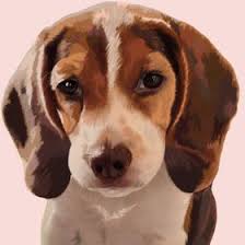 Tempered glass corner shelf bathroom accessories & exhibition shelves. The Onion Beagle Theonionbeagle Profile Pinterest