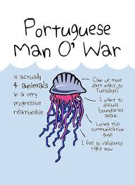 Portuguese Man O War Is Actually 4 Animals In A Very Progressive Relationship Metal Print By Jezkemp My Funny T Shirts Portuguese Man O War Man O Rel