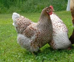 6 Blue Laced Red Wyandotte Hatching Eggs For Sale Chickens Backyard Blue Laced Red Wyandotte Chicken Breeds