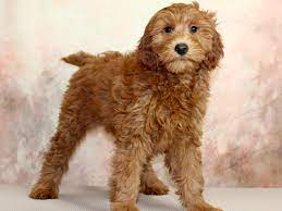 Maybe you would like to learn more about one of these? F1b Mini Goldendoodle Dog Female Red 2856080 Petland Pickerington