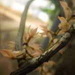 Image result for Diaphananthe bidens