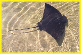Image result for Stingray