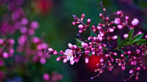 1920x1080 Spring Hd Photo Spring Flowers Wallpaper Spring Flowers Background Flower Desktop Wallpaper