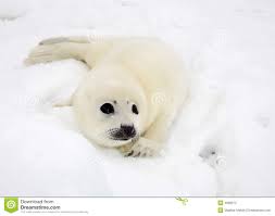 103 Baby Harp Seal Pup Photos Free Royalty Free Stock Photos From Dreamstime