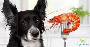 Can Dogs Eat Shrimp How To Safely Share It With Your Dog