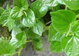 Ciri ciri daun sirih temu urat. Jangan Sepelekan Tanaman Ini Ternyata Obat Ampuh Untuk Asam Urat Tobasatu Com