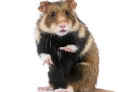 Wie Viele Hamsterarten Gibt Es