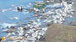 Untuk itu , anda perlu membaca ulasan tafsiran mimpi tersebut dengan. Penjelasan Arti Mimpi Tentang Ikan Yang Berkaitan Dengan Kehidupan Kita