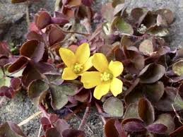 Image result for Oxalidaceae
