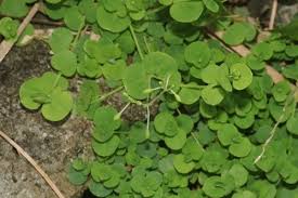 Image result for Drymaria