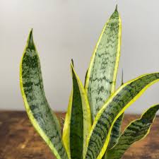 Image result for Sansevieria trifasciata