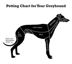 1573 best greys images greyhound art whippet grey hound dog